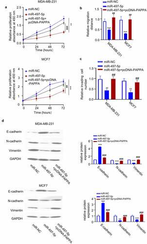 Figure 6. Overexpression of PAPPA rescued the inhibitory effect of miR-497-5p on the proliferation, migration and invasion of breast cancer cells.