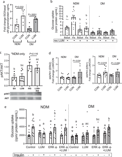 Figure 3. Increased lumican leads to adipocyte dysfunction through ERK signalling. In vitro differentiated VAT adipocytes were treated with recombinant human lumican or basal medium (CON) and then analysed for: (a) Lipolytic responses; data is shown as average fold change in glycerol concentrations released by stimulated adipocytes over basal concentrations from non-stimulated adipocytes. P-values shown compare indicated bars. Not shown in figure are p-values comparing NDM vs. DM groups within each experimental arm (CON, LUM); these comparisons were not significant (p = 0.098, 0.279 comparing NDM vs. DM groups within CON and LUM experimental arms respectively). (b) Glucose uptake in response to recombinant lumican. Different letters represent P ≤ 0.05 using Tukey multiple comparisons analysis. Not shown in figure are p-values comparing NDM vs. DM groups within each experimental arm (CON, LUM), for which p < 0.05 comparing NDM vs DM groups in all arms except the insulin(+)/rec Lum arm, for which p = 0.157. (c) pAKT phosphorylation in response to recombinant lumican. Different letters represent P ≤ 0.05 using Tukey multiple comparisons analysis. (d) Gene expression analysis of LEP, MAPK1 (ERK2) and MAPK3 (ERK1) assessed by qPCR. Data is shown as fold change expression over untreated, control (CON) cells. (e) Glucose uptake by adipocytes from DM (n = 7) and NDM (n = 6) patients treated for 24 h with ± lumican (LUM; 2 ug/mL) and ± 10 mM ERK inhibitor U0126 (ERKφ) in serum free medium. After 24 h, cells were treated or not with 200 nM insulin for 40 min. Data is shown cpm calibrated by total protein/well. Different letters represent P ≤ 0.05 using Tukey multiple comparisons analysis. Data for all graphs: mean ± SEM.