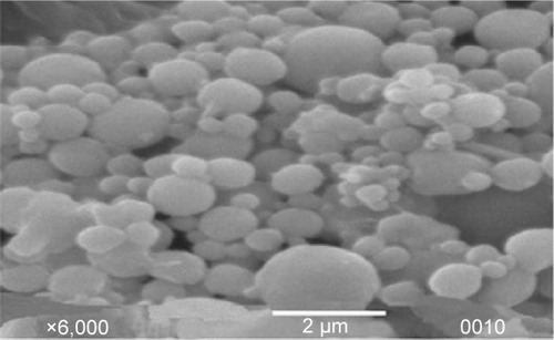 Figure 3 Scanning electron micrograph of chitosan nanoparticles produced using nanoemulsion internal cross-linking technique.