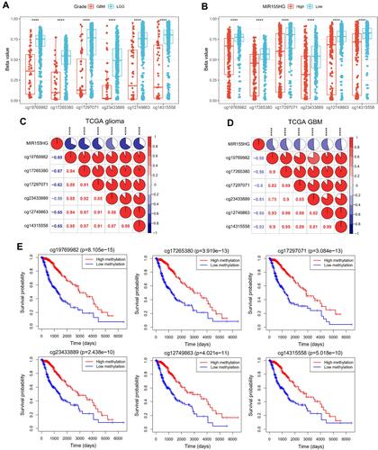 Figure 3 Promoter DNA methylation was correlated with MIR155HG expression and glioma patients’ prognosis. (A) Comparison of DNA methylation beta values at six CpG sites (cg19769982, cg17265380, cg17297071, cg23433889, cg12749863 and cg14315558) between LGG and GBM groups. (B) Comparison of DNA methylation beta values at six CpG sites between low and high MIR155HG expression groups. (C and D) Correlation between MIR155HG expression and the promoter DNA methylation beta values in all gliomas and GBM. (E) Association between the promoter DNA methylation beta values of MIR155HG and overall survival time for glioma patients. ****p < 0.0001.