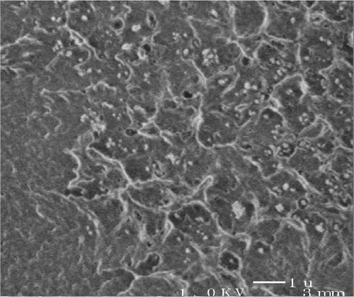 Figure 5. High‐resolution low‐voltage scanning electron micrograph of the fracture surface of a nanocomposite cement specimen (magnification 10,000x; scale bar represents 1 μm).