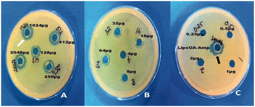 Figure 3. Uptake of ampicillin by liposomes against standard concentration (A) (128–2048 μg/mL), (B) (4–64 μg/mL) and (C) (0.25–2 μg); zone of inhibition of standard ampicillin (white arrow) resembles LipoOA-Amp (black arrow) at 1024 μg/mL.