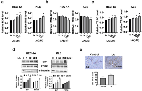 Figure 4. Effect of LA on cellular stress in EC cells and Lkb1fl/flp53fl/fl mice.