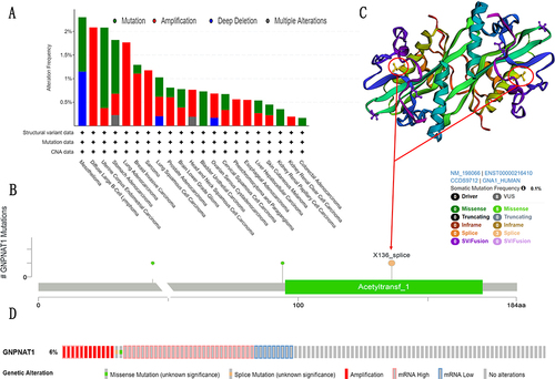 Figure 6 Mutation feature of GNPNAT1 in TCGA. (A) The alteration frequency GNPNAT1 with mutation type in different cancers. (B) The alteration frequency with mutation site in breast cancer. (C) The 3D structure of GNPNAT1 in breast cancers. (D) The alteration frequency GNPNAT1 with mutation type in whole cancers.