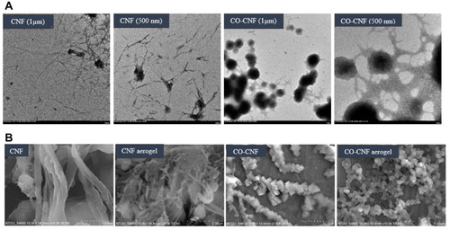 Figure 2 (A) Transmission electron micrographs of CNF and CO-CNF and (B) scanning electron micrographs (SEM) of CNF, CO-CNF, CNF aerogel, and CO-CNF aerogel.Abbreviations: CNF, cellulose nanofibers; CO-CNF, ĸ-carrageenan oligosaccharides linked cellulose nanofibers.