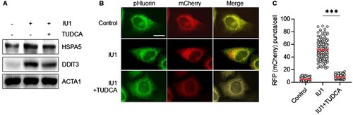 Figure 3. Inhibition of ER stress suppress ER-phagy in IU1 treated HepG2 cells. (A–C) HepG2/mCherry-pHluorin-KDEL cells were treated with IU1 (100 µM) with and without tauroursodeoxycholic acid (TUDCA, 10 µM) for 24 h. The cells harvested to analyze by Western blotting with indicated antibodies (A); the cells were fixed for imaging under a fluorescence microscope (B). Scale bar: 20 um; the number of puncta pHluorin(−) and mCherry(+) per cell was counted by assessing approximately 150 cells (C). The data are presented as the mean as the mean ± SD. **p < 0.01 and ***p < 0.001, by one-way ANOVA with the Bonferroni post hoc test.