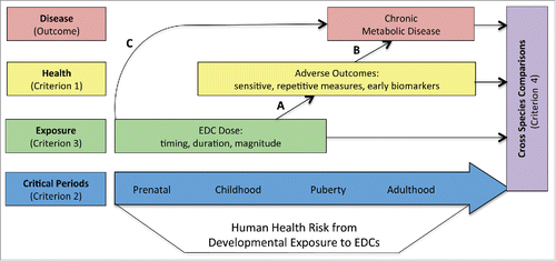 Figure 1. Criteria to Establish Human Risk from Developmental EDC Exposures. Cross species comparisons are necessary at each stage of experimental design from critical periods of exposure to dose to adverse outcome measurements to establish weight of evidence for translation to human health and determination of human risk of disease. Using animal models that have similar, measureable adverse health outcomes, such as sensitive measure of oxidative stress, in the pathway to chronic disease development are important for understanding disease development and progression. Mediation by oxidative stress is shown via arrows A and B. In order for oxidative stress to be a mediator, it must be significantly associated with both EDC dose and chronic disease outcome and must be in the pathway from exposure to disease (arrow C).
