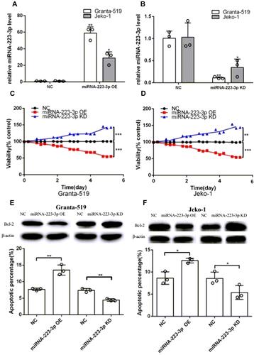 Figure 1 MiRNA-223-3p affected MCL development in vitro. (A, B) Total RNA of miRNA-223-3p OE, miRNA-223-3p KD or NC cells were extracted for reverse transcription and qPCR to quantify miRNA-223-3p expression. MiRNA-223-3p expression level was normalized to U6 (*p<0.05, **p<0.01, t-test). (C, D) The viability of miRNA-223-3p OE cells and miRNA-223-3p KD cells compared with NC group, was determined by CCK8 assay (**p<0.01, ***p<0.001, t-test). (E, F) The apoptosis rate of miRNA-223-3p OE and miRNA-223-3p KD cells compared with NC group, was examined by flow cytometry assay (*p<0.05, **p<0.01, t-test). Western blot analysis showed the effects of miRNA-223-3p OE and miRNA-223-3p KD on anti-apoptotic protein Bcl-2 expression in Granta-519 and Jeko-1 cells. β-actin was used as a loading control.Abbreviations: NC, negative control; OE, overexpression; KD, knockdown; P-CHUK, phospho-CHUK; 7-AAD, 7-amino-actinomycin D; PE, phycoerythrin.