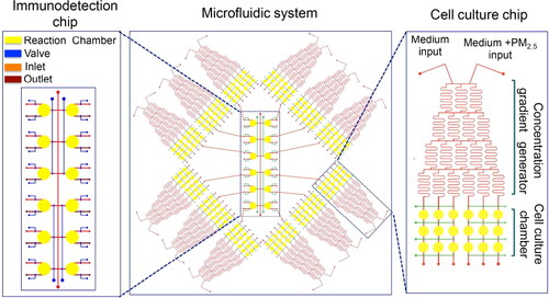 Figure 3. A representative microfluidic system for high-throughput on-chip immunoassay performance. The microfluidic system consists of twelve uniform structures and an immunodetection chip. The single structure unit consists of a concentration gradient generator and cell culture chambers. Reprinted with the permission from Zheng et al. (Citation2017). Copyright (2017) American Chemical Society.