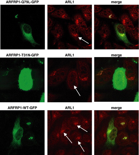 Figure 1.  Subcellular localization of ARFRP1-GFP and endogenous ARL1 in HeLa cells. HeLa cells were transfected with the cDNA of ARFRP1-Q79L-GFP, ARFRP1-T31N-GFP or ARFRP1-wt-GFP. Cells were fixed with methanol and stained for ARL1 with an affinity purified polyclonal antibody in combination with a TRITC-conjugated secondary antibody. Images of GFP-fluorescence and of TRITC were obtained by confocal laser scanning microscopy as described in Methods. This figure appears in colour in Molecular Membrane Biology online.