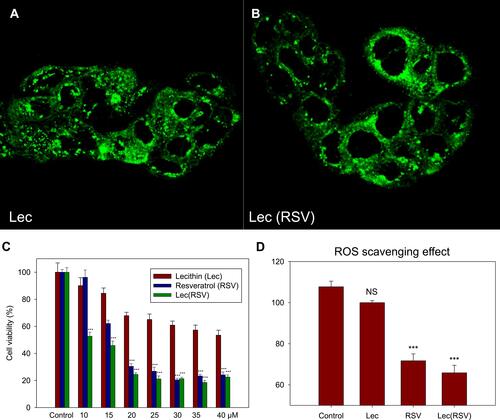 Figure 4 The in vitro uptake ability and cytotoxicity of Lec and Lec(RSV) nanoparticles. (A and B) The BT474 breast cancer cells uptake of Lec and Lec(RSV) encapsulated FITC; (C) in vitro cytotoxicity assay to observe the cancer cell killing ability of Lec, RSV, and Lec(RSV), respectively; (D) ROS scavenging effects of Lec, RSV and Lec(RSV). ***Indicated significance value of p < 0.001; compared to control.