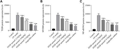 Figure 14 The effect of FFZJF aerosol on the TLR-4, MyD88 and NF-κB P65 protein expression in rat’s pharyngeal mucosal tissues by immunohistochemistry. (A) TLR-4; (B) MyD88; (C) NF-κB P65.Note: As compared to treated non-CP control group: *p < 0.05, **p < 0.01; as compared to treated CP model group: #p < 0.05, ##p < 0.01; as compared to treated Ampicillin sodium group: ΔP<0.05.