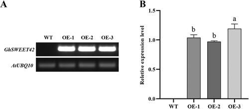 Figure 2. Level of GhSWEET42 transcript in developing siliques at 7–10 DPA in WT and transgenic Arabidopsis overexpression lines. (A) RT-PCR analysis. (B) Relative GhSWEET42 expression in the transgenic Arabidopsis lines OE-1, OE-2 and OE-3. AtUBQ10 was the internal control. Data are means ± SD (n = 3). Different letters indicate statistically different groups (p < 0.05; ANOVA with Tukey’s multiple comparison test).