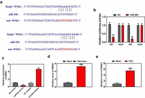 Figure 4. WNK1 is the direct target of miR-29b. (a) Bio-informatics analysis predicted that WNK1 was the direct target of miR-29b. The potential binding sequence was showed. (b) The dual-luciferase activity was significantly downregulated in miR-29b overexpression group in HEK cells. (c) Overexpression of miR-29b significantly reduced the expression of WNK1, while miR-29b inhibitor treatment increased the expression of WNK1. (d) The expression of WNK1 was significantly upregulated upon starvation treatment. (e) The expression of WNK1 was significantly increased upon H2O2 treatment.