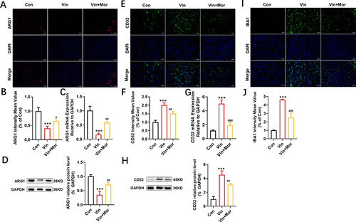 Figure 3 Morin attenuates vincristine-induced neuroinflammation by regulating M1/M2 polarization of microglia. (A, E, I) Representative images of ARG1, CD32 and IBA1 and (B, F, J) their relative fluorescence intensity in the cerebral cortex of the rats, determined by immunofluorescence staining. (C, G) mRNA expression of ARG1 and CD32 in the cerebral cortex of the rats, determined by real-time quantitative PCR. (D, H) protein expression of ARG1 and CD32 in the cerebral cortex of the rats, analyzed by Western blot. Scale = 50 μm. n=6 slices for each group for the fluorescence intensity calculation. n=6 for the PCR and Western blot assays. ***p < 0.001 compared with control group, #p < 0.05, ##p < 0.01, ###p < 0.001 compared with vincristine group. Data were shown as mean ± SD.
