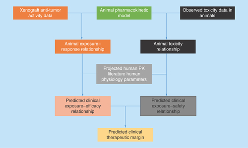 Figure 3.  Common translational modeling approach for predicting the efficacy potential of an investigational antineoplastic agent.Firstly, a pharmacokinetic mathematical model needs to be constructed as a foundation, based on pharmacokinetic measurements in mice. Secondly, xenograft efficacy studies are used to establish an exposure–response relationship. Thirdly, the xenograft exposure–response relationship is translated into humans based on human data. Lastly, a translational exposure-tolerability model based on animal and human toxicity data is used to predict whether the drug would have a meaningful tumor regression in humans at a tolerable dose.PK: Pharmacokinetic.