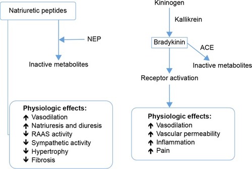 Figure 1 Schematic of natriuretic peptides and bradykinin and their physiological effects.