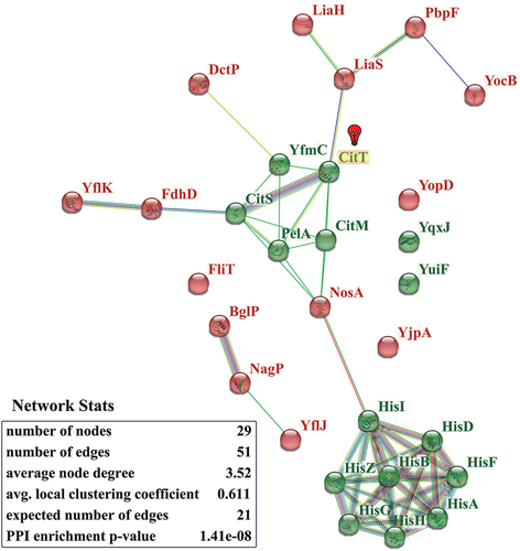 Figure 3. Network analysis of protein–protein interactions of DEPs in the gene citT knocking-out mutant strain. The color of nodes reflected the up- or down-regulation information of DEPs in mutant strain. Red sphere represented this protein was up-regulated in mutant strain, which was CitT-repressed protein. Green sphere represented this protein was down-regulated in mutant strain, which was CitT-activated protein. Empty spheres represented proteins of unknown 3D structures, while filled spheres presented these proteins with known or predicted 3D structures. The red bulb closed to CitT was used for indicating that CitT was absent in the mutant strain.