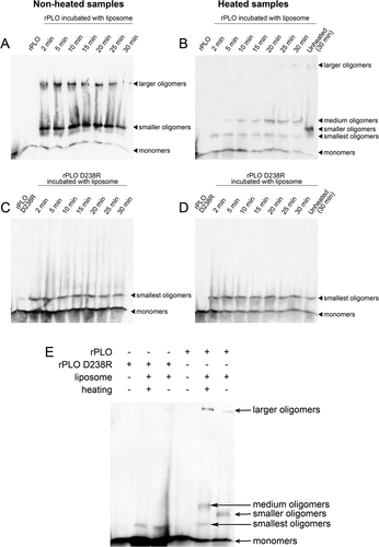 Figure 3. Determination of oligomers formed by rPLO and rPLO D238R by western blot assays.