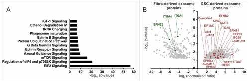 Figure 5. Proteomic analysis of GSC- and fibroblast-derived exosomes. (A) Pathway annotation of the GSC-derived exosome (GSC20, 17, 267) proteins vs. fibroblast-derived exosome (MRC5, WI38) proteins (fold change > 4, P < 0.05). The –log (P value) for each pathway is listed. (B) A volcano plot of protein enrichment in samples from fibroblast- (MRC5, WI38) and GSC-derived exosomes (GSC20, 17, 267). Only the statistically significant results (P < 0.05) are shown.