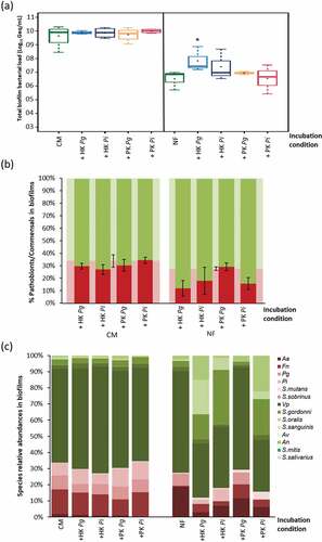 Figure 5. Effect of necrotrophic activity of oral bacteria in biofilms towards differently killed oral species: (a); total biofilms bacterial load represented in Log10 Geq/mL in presence/absence of heat-/peroxide-killed cells of P. gingivalis/P. intermedia (live : killed ratio of 1:100) in CM and NF, * indicates significantly more biofilm formation relative to the corresponding control condition without the supplied killed cells, (b); ecological changes, expressed as percentages of commensals (green) and pathobionts (red) incidence in the biofilm, associated with incubating the formed biofilms with the killed cells, error bars represent the standard error of pathobionts percentage (n = 4), no significant ecological shifts in the biofilms relative to the corresponding control condition (shown in the background of the tested conditions) without the supplied killed cells, (c); biofilms composition and species relative abundances changes (represented in %) associated with incubating the formed biofilms with killed cells.