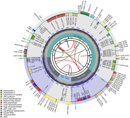 Figure 2. Schematic map of overall features of the chloroplast genome of Phyllostachys edulis f. bicolor.
