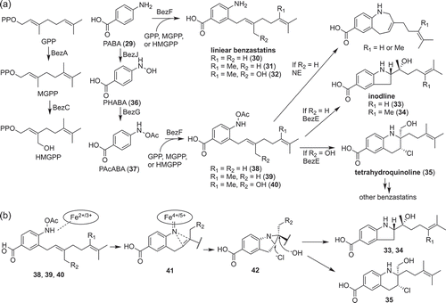 Figure 5. Biosynthesis of benzastatin derivatives (a) and the key reaction involved in its bicyclic ring formation (b).