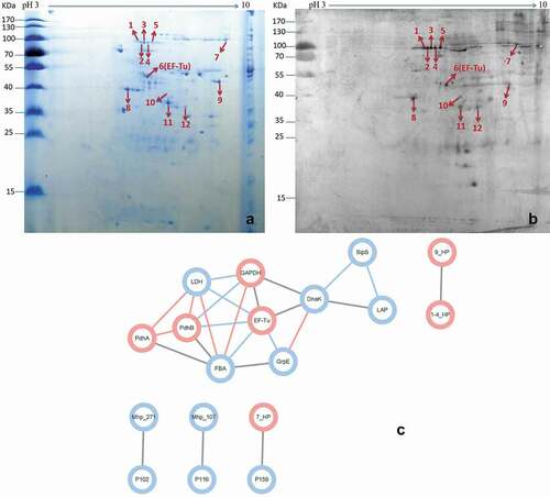 Figure 2. Identification of important factor H binding proteins of M. hyopneumoniae.