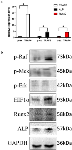 Figure 4. The mechanism of TRAF6 promoting osteogenic differentiation. a: The mRNA expression level of ALP, RUNX2 and TRAF6 was detected by qRT-PCR. b: The protein expression level of HIF1a, ALP, RUNX2 and TRAF6 was detected by Western blot. A t-test was used to compare p-ex and TRAF6. Data are expressed as mean ± SD referred to the control (*p<0.05) P-EX: blank vector; TRAF6: vector of overexpression of TRAF6.