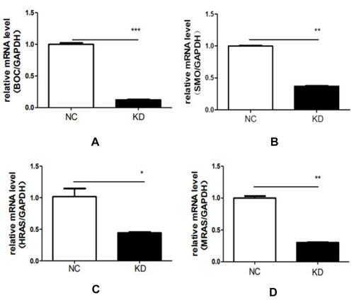 Figure 6 Verification of qRT-PCR results.