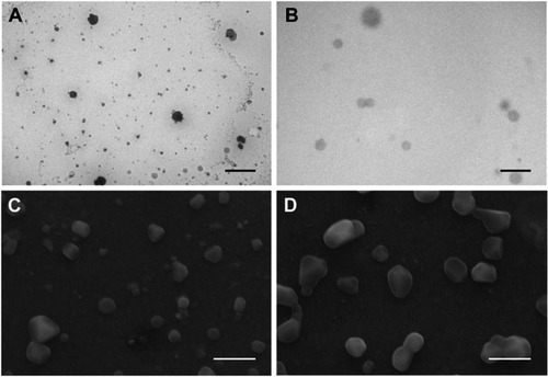 Figure 1 Transmission electron microscopy (A, B) and scanning electron microscopy (C, D) of alginate nanoparticles. Unloaded (Nano.Alg) (A, C) and miltefosine-loaded (MFS.Alg) (B, D) nanoparticles. Bars in (A) and (B): 2 μm; bars in (C) and (D): 0.5 μm.