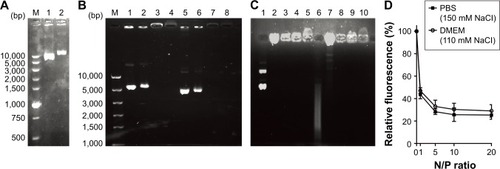 Figure 2 Compact pDNA with HIV-Tat into nano-size Tat/pDNA complexes.Notes: (A) Agarose electrophoretic mobility assay. The ratio for YOYO-1-labeled pDNA was 1:5 (D:BP). M: DNA ladder; 1: pGL3; 2: pGL3-YOYO-1. (B) Gel retardation assay. M: DNA ladder; lanes 1–4: Tat/pGL3-YOYO-1 complexes; lanes 5–8: Tat/pGL3 complexes; in both groups, the N/P ratios between Tat and pGL3 were 0, 1, 5, 20, respectively. (C) DNase I protection assay. Lanes 1–5: Tat/pGL3-YOYO-1 complexes (N/P=0, 1, 5, 10, 20, respectively) without DNase I treatment. Lanes 6–10: corresponding Tat/pGL3-YOYO-1 complexes with DNase I treatment. (D) Fluorescent quenching assay. The relative fluorescent intensity ratio depending on the charge ratio of Tat/pGL3-YOYO-I complexes is plotted with respect to the fluorescence of pGL3-YOYO-I before condensation. YOYO-I-labeled pGL3 was completed with the Tat peptide with increasing charge ratios.