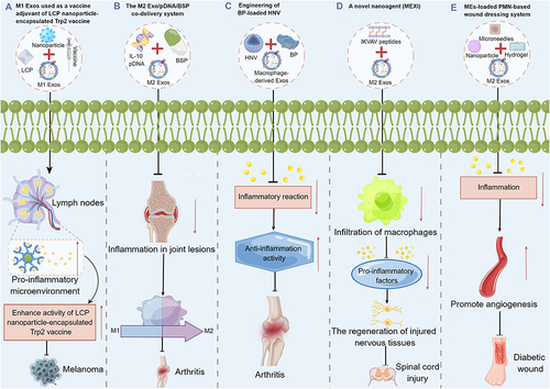 Figure 7 Combined strategies of macrophage-derived exosomes-biomaterials for treatment of inflammation. By Figdraw.