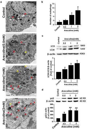 Figure 1. Effect of arecoline on the level of autophagy in PC12 cells. PC12 cells were exposed to arecoline (0.5, 1, and 2 mM) for 24 h. (a) Images show ultrastructural analysis by transmission electron microscope (TEM), which indicate the typical morphological changes of autophagy. Red arrows show autophagosomes and yellow arrows indicate autolysosomes. (b) Statistical analysis of the number of autophagy including autophagosomes and autolysosomes in A. LC3 protein (as indicated by LC3II and LC3I) (c) and p62 protein (d) expressions were measured by Western blot using anti-LC3 antibody and anti-p62 antibody, respectively. In all blots, β-actin was used as a loading control. Data are representative images of three independent experiments and values are the mean ± S.E.M., *P < 0.05, **P < 0.01, versus control group.