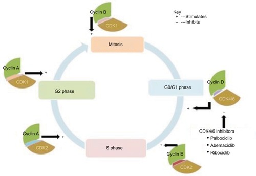 Figure 1 Illustrated description of cell cycle progression and potential pathways for cancer therapy.