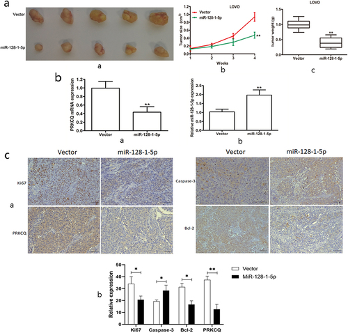 Figure 5. The effect of miR-128-1-5p on CRC growth in vivo.