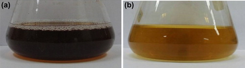 Figure 1. Bacillus methylotrophicus culture supernatant after incubation period with AgNO3 (1 mM) (a), control with medium and AgNO3 (1 mM) (b).