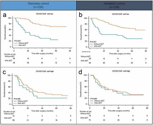 Figure 3. Intratumoral CD103+CD4+ T cells indicate inferior responsiveness to fluorouracil-based adjuvant chemotherapy in stage II/III patients. (a andb) Kaplan-Meier survival curves for overall survival of gastric cancer patients with low CD103+CD4+ T cell infiltration in Discovery cohort (a) and Validation cohort (b) on the basis of ACT therapy. (c and d) Kaplan-Meier survival curves for overall survival of gastric cancer patients with high CD103+CD4+ T cell infiltration in Discovery cohort (c) and Validation cohort (d) on the basis of ACT therapy