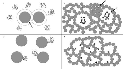 Figure 2. Interactions between polysaccharides, caseins, and cheese matrix. 1. Interaction between caseins and incompatible polysaccharides. Arrow indicates depletion layer. 2. Cheese matrix containing incompatible polysaccharides. Arrow on the top indicates area of greater casein aggregation. Dotted arrow indicates polysaccharide-rich serum area. 3. Interaction between polysaccharides and caseins through electrostatic interaction. 4. Cheese matrix containing interactive polysaccharides. The structure is characterized by reduced casein-casein coagulations due to the stabilizing effect of polysaccharides after it is electrostatically adsorbed onto caseins.