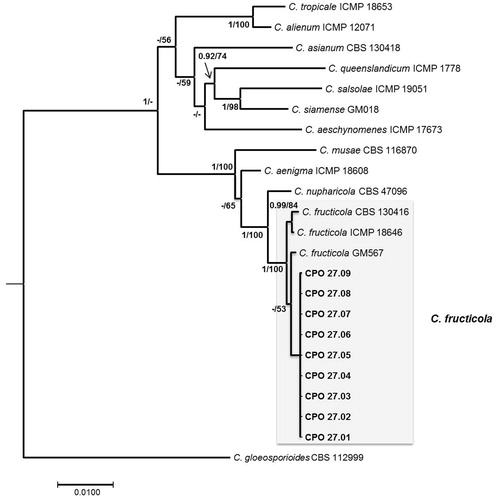Figure 2. Bayesian consensus phylogenetic tree in the Musae clade of the C. gloeosporioides species complex, constructed with concatenated sequences of the ITS region, ACT, CHS, GAPDH, and ApMat with the best evolutionary model applied for each gene. Posterior probabilities ≥0.90 and bootstrap support ≥50% are shown in the nodes (BI/ML). Scale bar: substitutions per site.