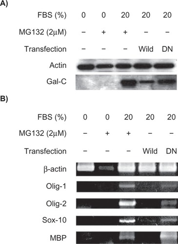 Figure 4 Inhibition of Notch activity by mutant RBP-J protein enhances the serum-stimulated expression of oligodendrocyte markers. A) Western blot analysis for comparison of Gal-C expression in human mesenchymal stem cells transfected with wild-type or the DN mutant form of RBP-J cDNA. B) Semiquantitative real-time polymerase chain reaction detecting the mRNA levels of other oligodendrocyte markers. MG132 (24 hours of treatment) was unable to induce these markers under serum-free conditions.
