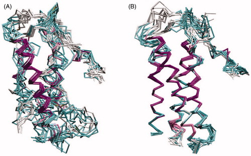 Figure 11. Solid-state NMR refinement of the DsbB (C41S mutant) transmembrane domain crystal structure. (A) Overlay of 10 lowest energy structures of DsbB (Cys41Ser) calculated using only X-ray reflections (PDB 2ZUQ) with a backbone RMSD of 2.36 Å. (B) Overlay of 10 lowest energy structures of DsbB (Cys41Ser) calculated using X-ray reflections and solid-state NMR restraints (PDB 2LTQ) with a backbone RMSD of 1.35 Å. The structure is coloured magenta, cyan and white to represent the secondary structure elements α-helix, coil and turn, respectively. This picture was modified with permission from Tang et al. (Citation2013b), which was originally published in J Mol Biol [Tang M, Nesbitt AE, Sperling LJ, Berthold DA, Schwieters CD, Gennis RB, Rienstra CM Citation2013b. Structure of the disulfide bond generating membrane protein DsbB in the lipid bilayer. J Mol Biol 425:1670–1682], copyright by Elsevier Ltd 2013. This Figure is reproduced in colour in Molecular Membrane Biology online.