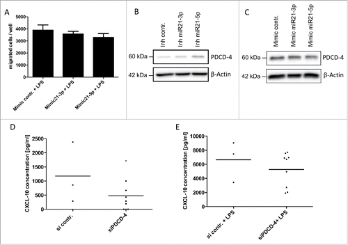 Figure 6. miR-21 mediates an immunosuppressive phenotype. (A) CD8+ T-cells isolated from murine spleen and lymph nodes were co-cultured in a transwell assay with conditioned media of murine bone marrow-derived macrophages stimulated with LPS (10 ng/mL) +/− mimics for miR-21-3p or +/− mimics for miR-21-5p. (B, C) Immunoblot analysis of PDCD-4 in murine bone marrow-derived macrophages +/− inhibitor miR-21-5p (B) and +/− mimic miR-21-5p (C). (D, E) CXCL-10 protein levels determined by ELISA in cell culture supernatants of murine bone marrow-derived macrophages +/− LPS (10 ng/mL) and +/− PDCD-4 siRNA. *p < 0.05.