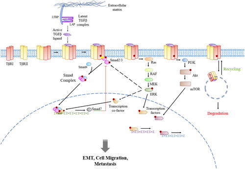 Figure 1. TGFβ signalling mechanisms and cross-talks with other pathways. Red dots with “P” represent phosphorylation. Under appropriate stimulation, latent TGFβ complex dissociates into active TGFβ ligands, which bind to TβRII receptors and phosphorylate the TβRI receptors to form an active TGFβ-receptor complex. TβRI activates downstream effectors such as Smad2/3, Ras and PI3K, and consequently conducts intracellular signalling via Smad, MAPK, PI3K and other pathways. ERK from the MAPK pathway is able to transiently support the Smad-dependent pathway by enhancing Smad2/3 signalling and phosphorylating transcription co-factors of Smad, while one of the gene products of Smad-dependent signalling, Smad7, has an inhibitory effect on Smad2/3 functions. Activated TGFβ signalling results in integrated cellular effects including cell survival and migration in normal cells and metastasis in cancer. Internalisation of the TGFβ-receptor complex to endosomes can lead to its degradation or recycling.