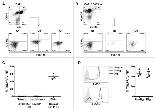Figure 5. TSLP receptor is not detected in primary breast cancer by flow cytometry. (A–B) Flow cytometry dot plots from one representative human primary breast tumor. (A) Gating strategy used to investigate the expression of TSLP-R and IL-7-Rα in viable CD45+Lin− (Q1), CD45+Lin+ (Q2) and CD45−Lin− (Q4). (B) Gating strategy designed to detect DC in primary breast cancer. DC were defined as DAPI−CD45+Lin−HLA-DRhighCD11chigh. The expression of TSLP-R and IL-7-Rα was assessed in DC (Q6) as well as HLA-DRhighCD11c− (Q5) and HLA-DR−CD11c− (Q8). (C) Percentages of TSLP-R+IL-7-Rα+ DC in tumors, corresponding juxta-tumor tissues and in the dermis of normal skin. Lines represent mean +/− the Standard Error of the Mean (SEM). N = 6 (D) TSLP-R and IL-7-R expression in DC enriched from PBMC without digestion step (gray histogram, Undig) and after mechanical and enzymatic digestion (dark gray histogram, Dig), left panels. One representative background histogram staining is shown in light gray. Quantification of TSLP-R+IL-7-Rα+DC in undigested and digested enriched DC is shown in the left panel. N = 3.