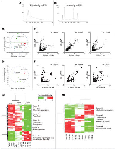 Figure 1. Microarray analysis of the RNA content in the high- and low-density fractions. Isolated samples were allowed to float into a sucrose gradient (0.4–2.5 M). High-density extracellular RNA (HD exRNA) was isolated from fractions 8–10 of the filtered sample, while low-density extracellular RNA (LD exRNA) was isolated from fractions 2–6 of the un-filtered sample. (A and B) RNA was extracted from the HD and LD fractions, and the RNA profiles were analyzed with a Bioanalyzer instrument. (C and D) HD and LD exRNA was analyzed for its mRNA and miRNA content with 3D Gene Microarray (Toray). Principal component analysis (PCA) was performed on the mRNA (C) and miRNA (D) content. PCA was used to visualize the variance in RNA among samples from cells (blue), HD exRNA (red), and LD exRNA (green). (E and F) Scatter plots were constructed to determine the relationship between mRNA (E) and miRNA (F) in the HD and LD exRNA with the cellular RNA. The correlation was determined with the Pearson's test (r = Pearson's correlation). (G and H) Hierarchical clustering of the identified mRNA (G) and miRNA (H) in cells, HD fractions, and LD fractions (normalized expression intensity is in log2 scale).