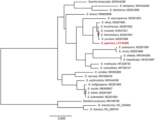 Figure 3. A maximum-likelihood (ML) tree of 24 Swertia species and three Gentiana species, which were used as outgroups. Bootstrap probabilities of all nodes are 100%. The genome of the species identified with red-bold font was presented in this study. The following sequences were used: S. bimaculata MW344295 (Xu et al. Citation2022), S. tetraptera MW344306 (Xu et al. Citation2022), S. dichotoma MZ261899 (Cao et al. Citation2022), S. leducii MN609998 (Yang et al. Citation2019), S. macrosperma MZ261903 (Cao et al. Citation2022), S. diluta MZ261900 (Cao et al. Citation2022), S. kouitchensis MZ261902 (Cao et al. Citation2022), S. mussotii KU641021 (Xiang et al. Citation2016), S. franchetiana MZ261901 (Cao et al. Citation2022), S. punicea MZ261896 (Cao et al. Citation2022), S. pubescens MZ261905 (Cao et al. Citation2022), S. cincta MZ261898 (Cao et al. Citation2022), S. dilatata MW344298 (Xu et al. Citation2022), S. hispidicalyx MH321887, S. multicaulis MT228730 (Zhang et al. Citation2020), S. verticillifolia MF795137, S. cordata MK955906 (Huang et al. Citation2019), S. nervosa MW406478, S. erythrosticta MW344299 (Xu et al. Citation2022), S. wolfgangiana MZ261906 (Cao et al. Citation2022), S. souliei MK955907, S. bifolia MZ261897 (Cao et al. Citation2022), S. przewalskii MZ261904 (Cao et al. Citation2022), G. purpurea MN199160, G. manshurica NC_053840 (Liang et al. Citation2020), and G. lhassica NC_059703 (Fu et al. Citation2021).