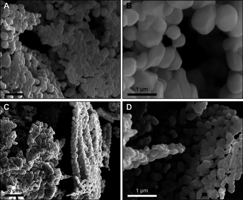 Figure 4 Scanning electron micrographs of (A and B) microliposomes and (C and D) nanoliposomes after lyophilization and stored for 168 hrs.