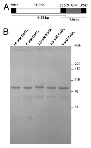 Figure 3. Ca2+ mobility of C. reinhardtii CDPK1-GFP. (A) CDPK1-GFP construct used to transform C. reinhardtii cells and (B) Ca2+ mobility shift of CDPK1-GFP fusion protein. Lanes 1, 2, 4, and 5 are treatments with different concentrations of CaCl2; lane 3 is the lysate treated with EGTA only. CDPK1-GFP cell lysate treated with CaCl2 (10 mM, 5 mM, 2.5 mM, and 1 mM) and EGTA (2.5 mM) were run on a 7% SDS -PAGE followed by Western Blotting using anti-GFP antibody. CDPK1 showed a mobility shift in presence of Ca2+.