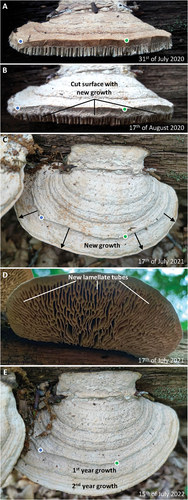 Figure 3. Growth despite resected margin and pore field. A. Resection of the margin of a basidiocarp from location “Flipped trunk 7.” Given that tubes are exposed on the cut surface, the pore field must have been resected. B. An initial growth response occurred already within three weeks. C. One year after the resection, substantial outward growth had taken place (notice the same positions in A–C and E are indicated with blue and green dots). D. The hymenophore that had formed after the resection had a predominantly lamellate configuration. This shows that new growth can occur even if the pore field is resected and that a poroid configuration is not the necessary response to perturbed growth. E. After two years, the basidiocarp still exhibits substantial growth.